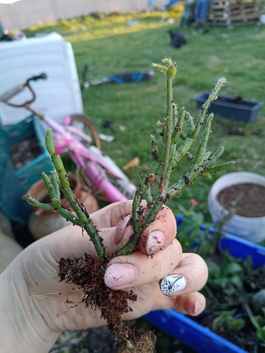 Rhipsalis , patyczak#3