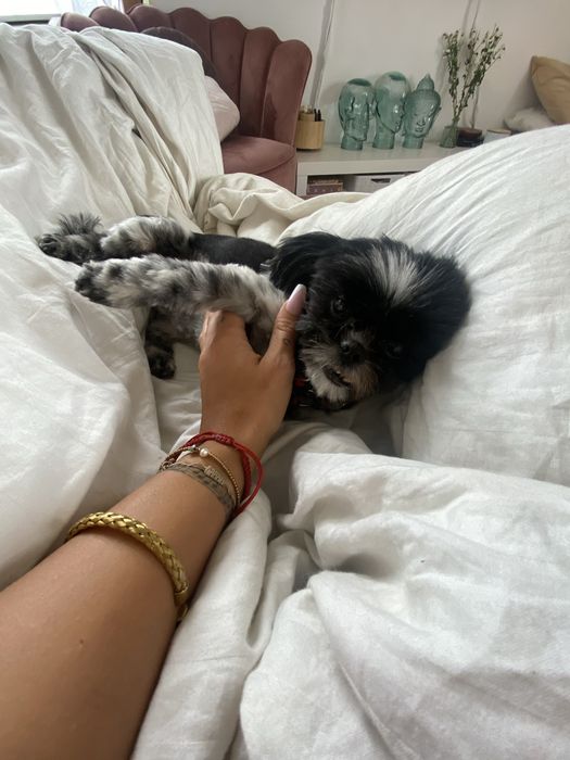 Petsitter - opieka nad zwierzętami, psi hotel