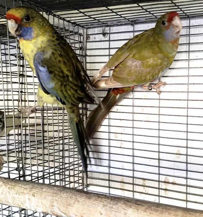 Roselas Flaveolus, Fêmea Alecrim