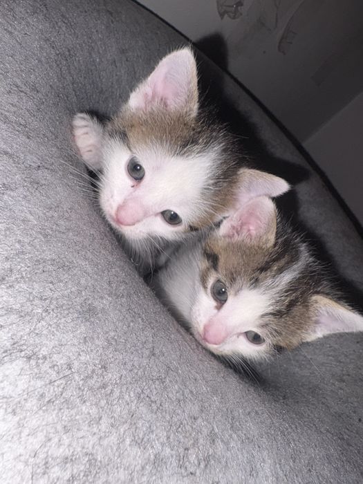 Oddam 4 kotki, prawdopodobnie 1 kot i 3 kocice.