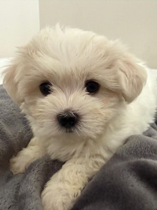 Bichon Maltes disponivel.