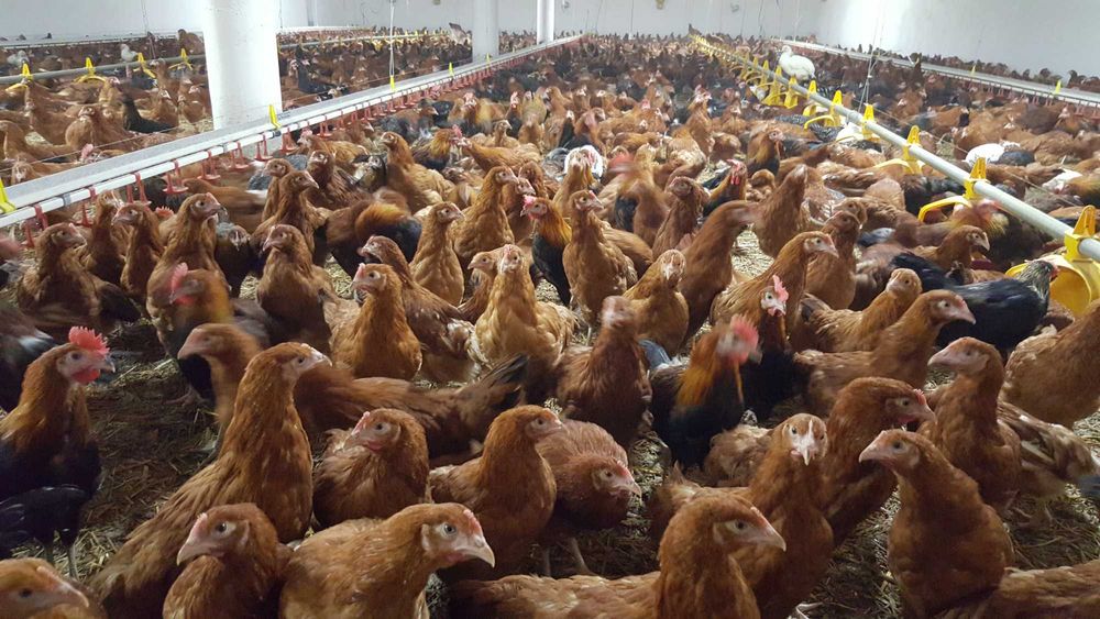 Kurki kokoszki nioski Rosa