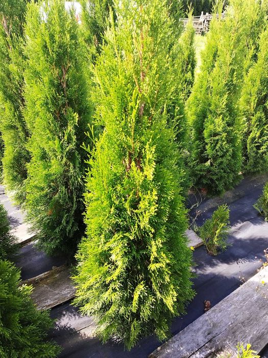 Tuje szmaragd 1,5m