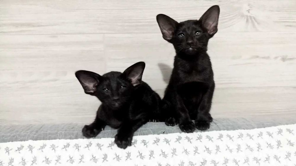 Орієнтальні кошенята