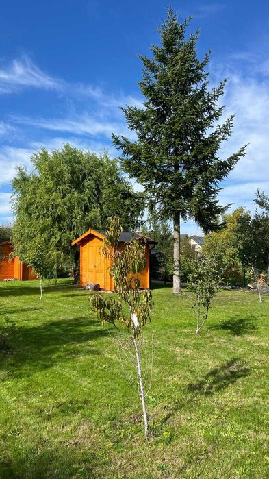 Dwie działki ROD Maciejka 600 m² | 2 domki | Ołtaszyn - Widok 4