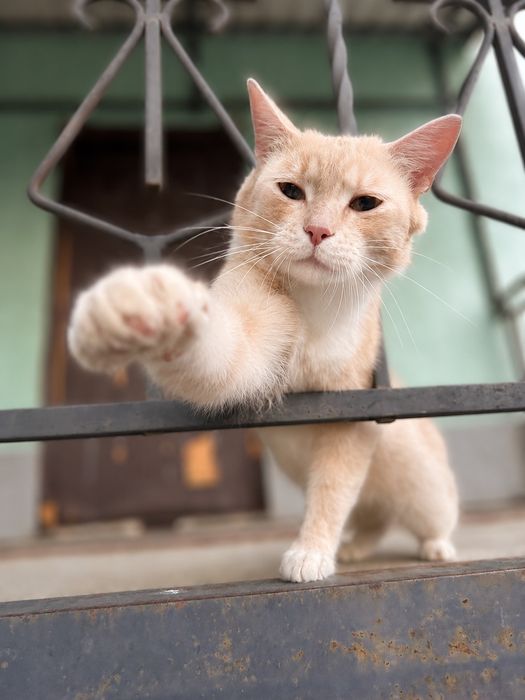 Кастрований котик шукає дім! Ручна, любить лащитися