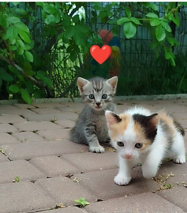 Котята бесплатно 2 мальчика и девочки для удачи ,ДР 26 апреля, чистые