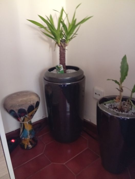 Vendo 3 jarrões 70€