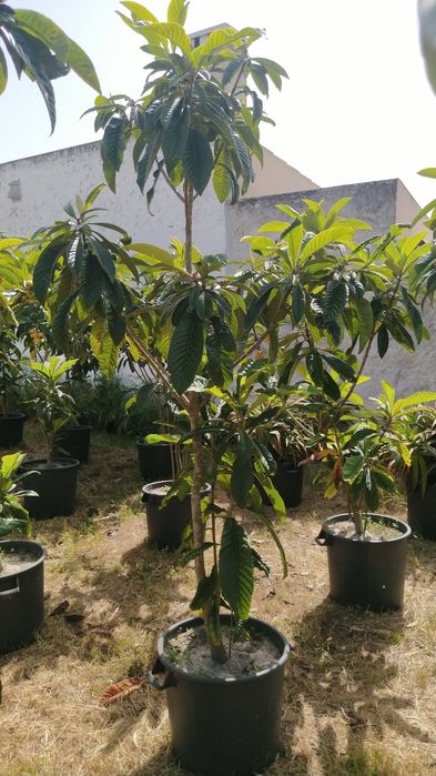 Nespereiras Prontas A Produzir