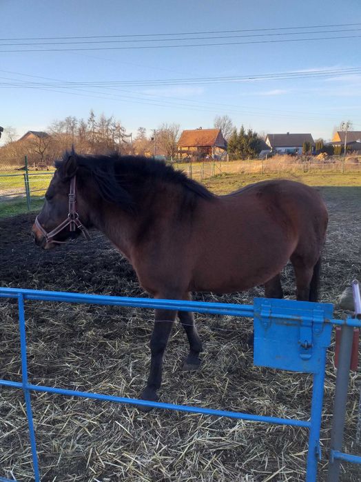 Sprzedam klacz Rasy Hoculskiej