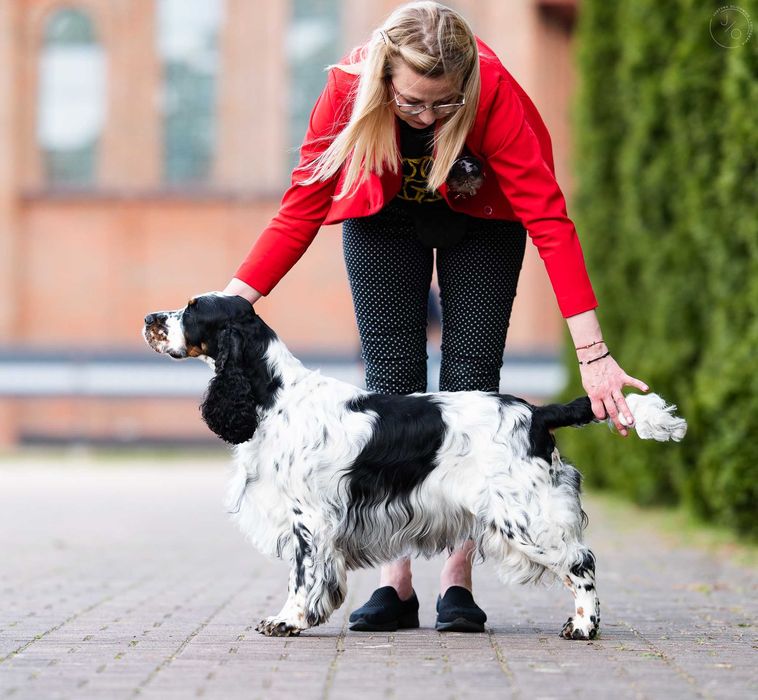 Springer Spaniel Angielski