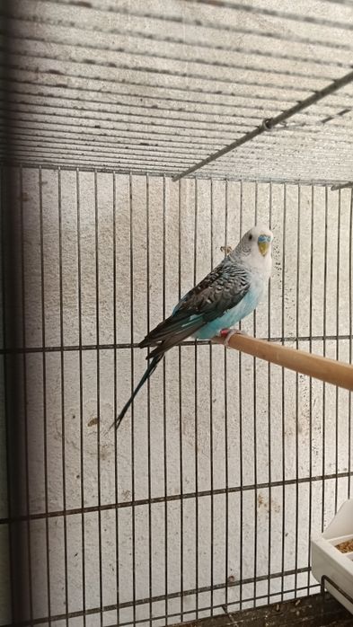 Asas negras verdes e azuis