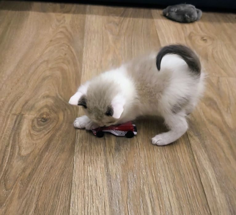 Котёнок мальчик сиамский 1 месяц