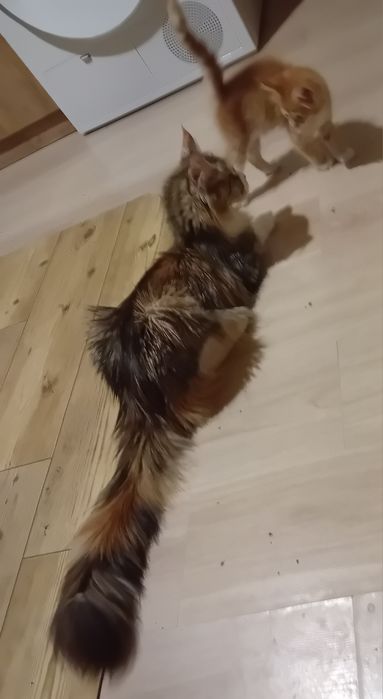 Kotka Maine Coon o imieniu Catti Rezerwacja