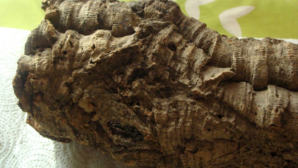 Tuby korkowe - kora dębu korkowego