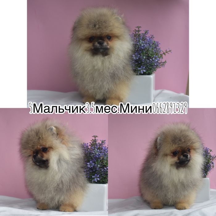 Шпиці міні мішки