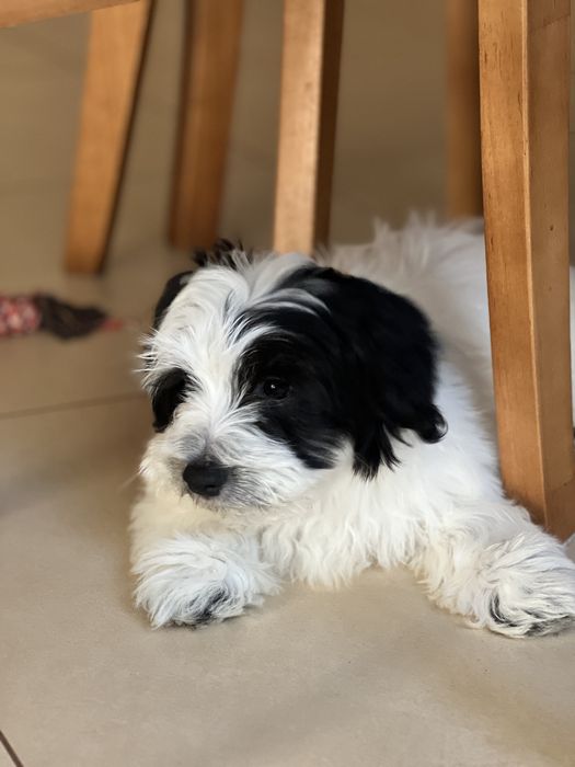 Продаю унікальне цуценя