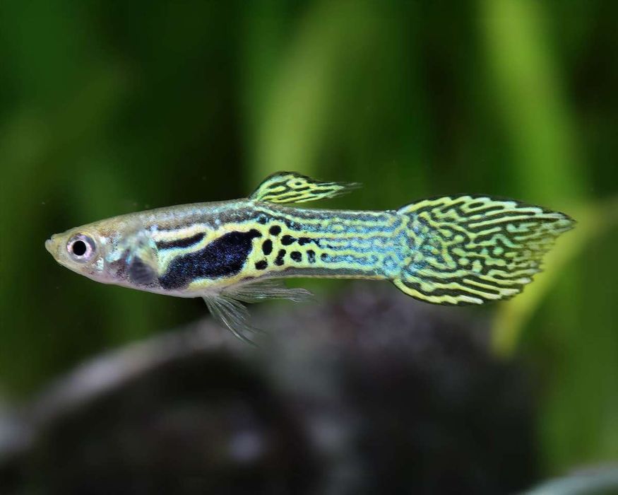 Guppys Endler Snake Skin e Tiger