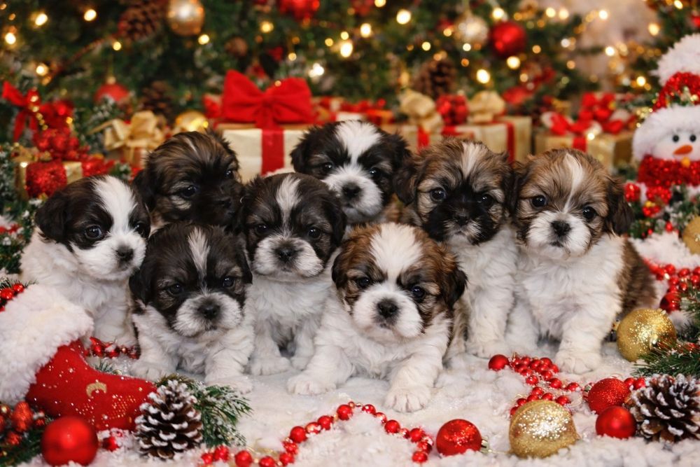 Piesek Shih Tzu. Urodzony w wigilię.