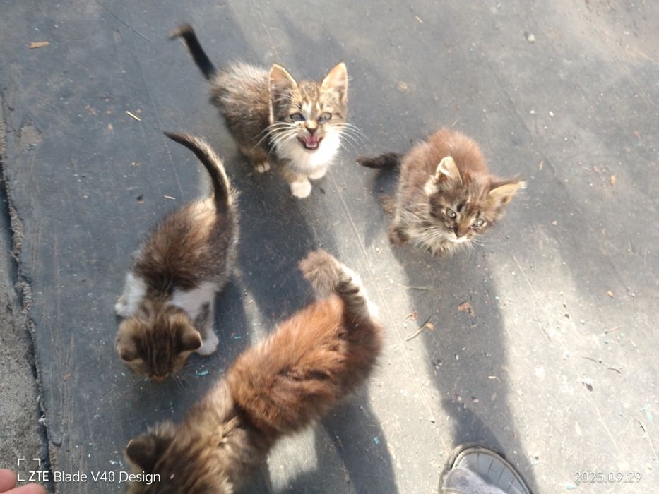 Віддам кошенят у добрі руки