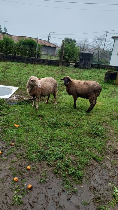 Casal  de ovelhas  macho cruzado de  sulfok  e cabra de raça grande