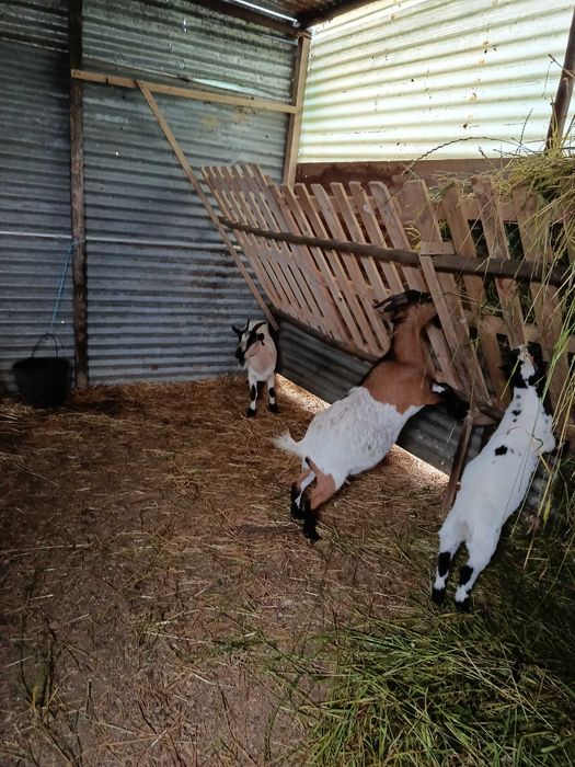 Vendo cabras anas