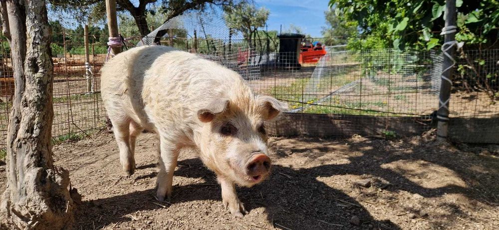 Porcos Kune Kune Juvenis (8 meses) – Para Estimação / Pastoreio