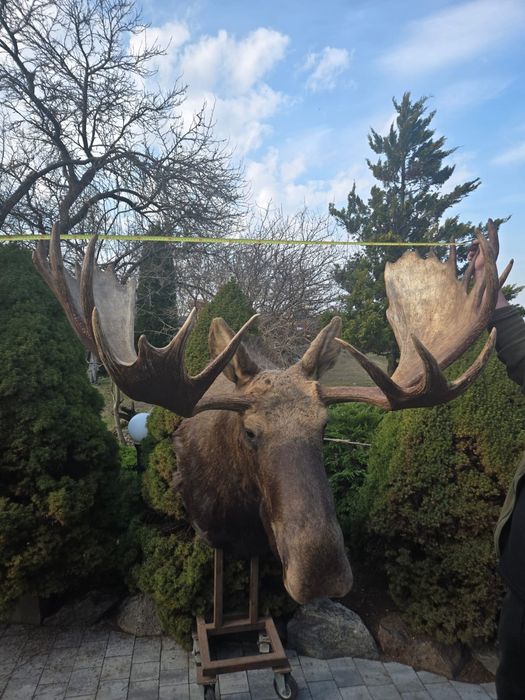 Medalion Łosia kamczackiego