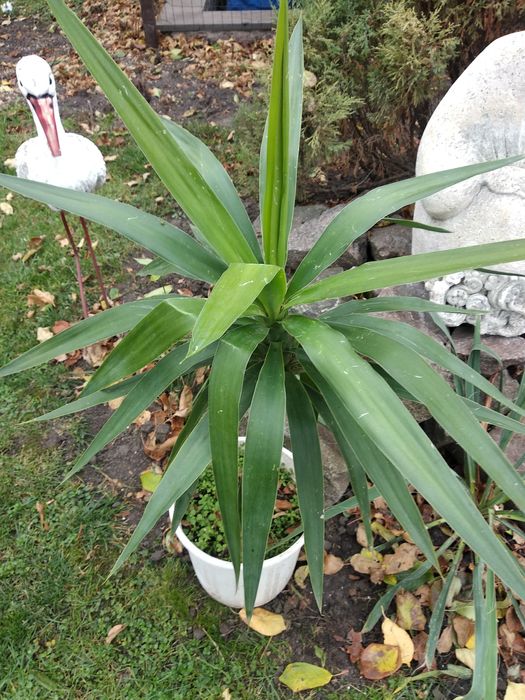 Юкка вечно зелёная продается