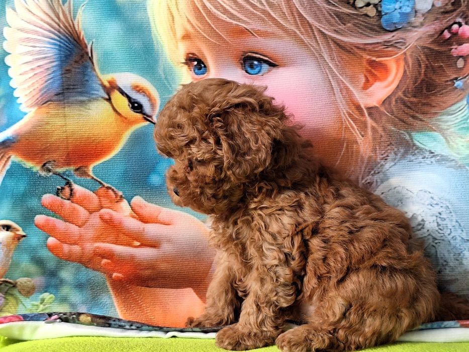 Cavapoo szczeniaczek Red brown z certyfikatem