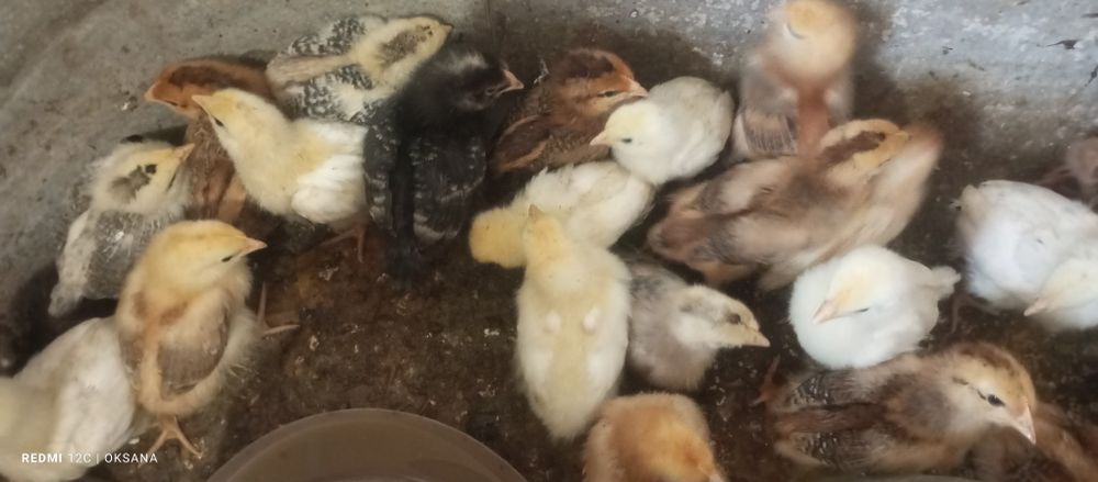 Продам  підрощіх курчат