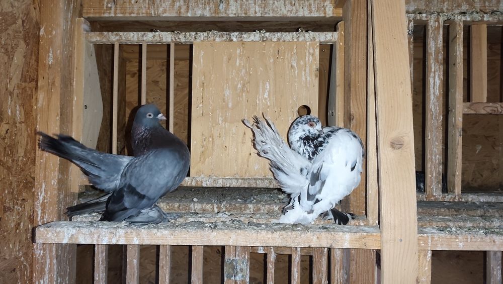 Sprzedam gołębie ozdobne