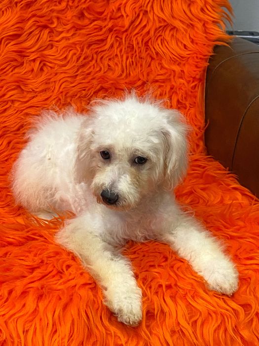 Sprzedam pięknego pudla