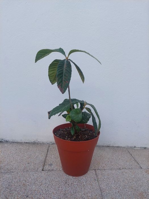 Nespereira com 90cm