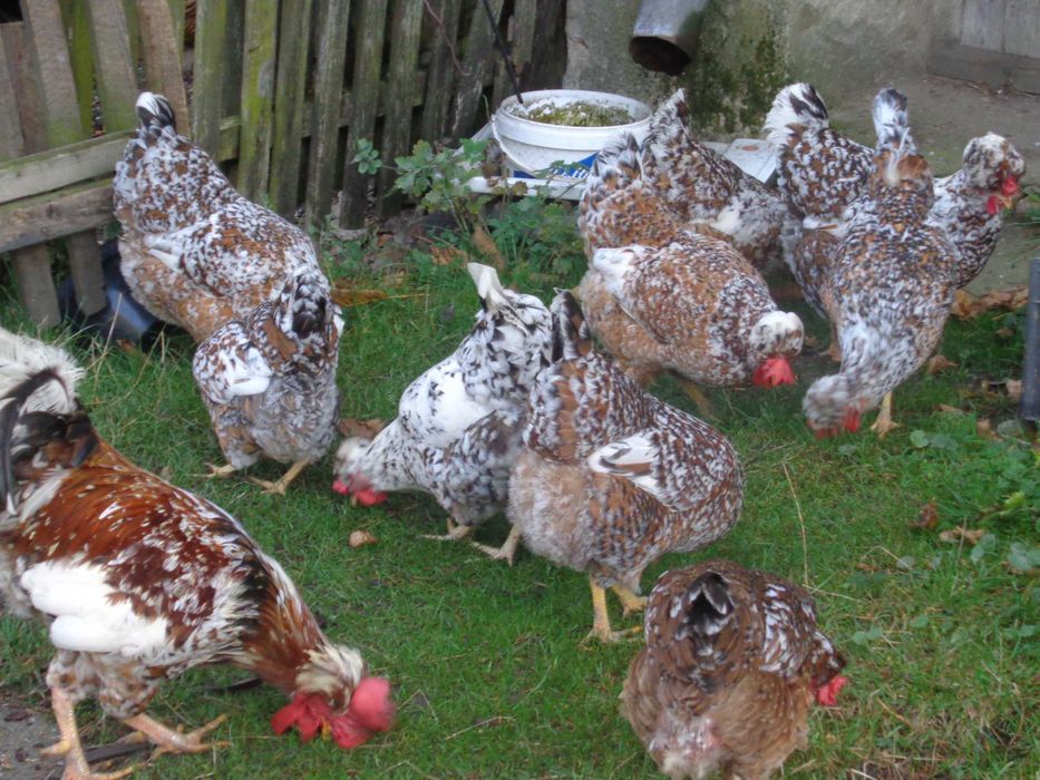 Jaja legowe czubatki. Drób ozdobny