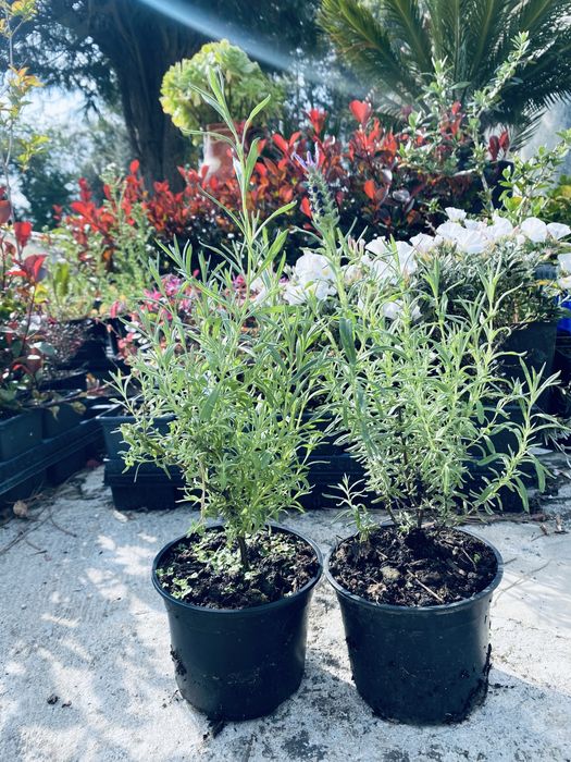Alfazema/ lavanda em vaso de 1L