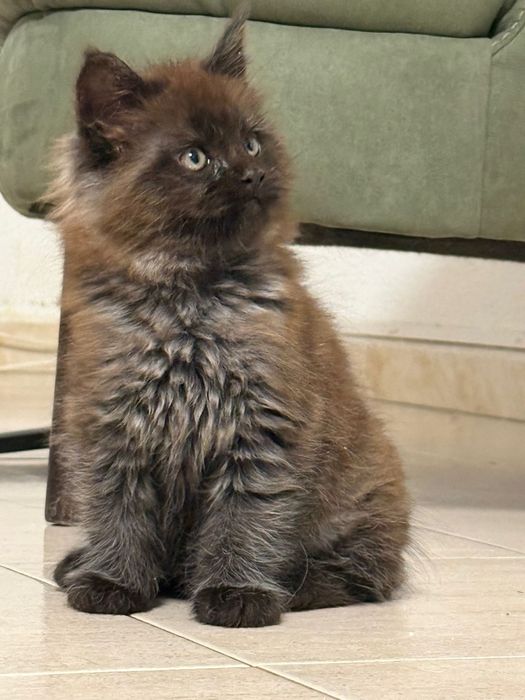 Maine coon de exelente linhagem Macho