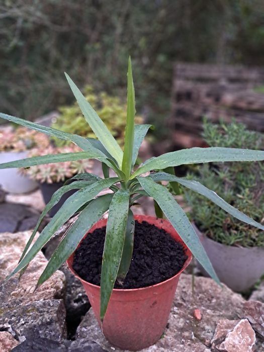 Yuca, Yucca (Iúca),Yucca gigantea