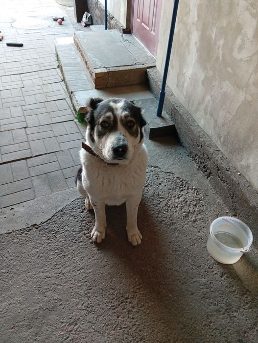 Щенки алабая (среднеазиатская овчарка) — НА БРОНИРОВАНИЕ  

Открыто б