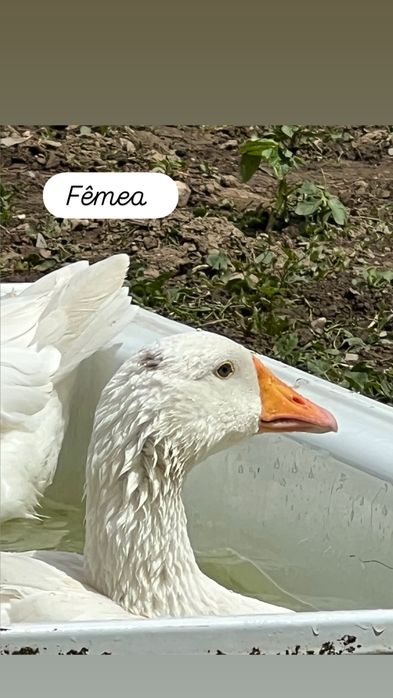 Vendo casal de gansos