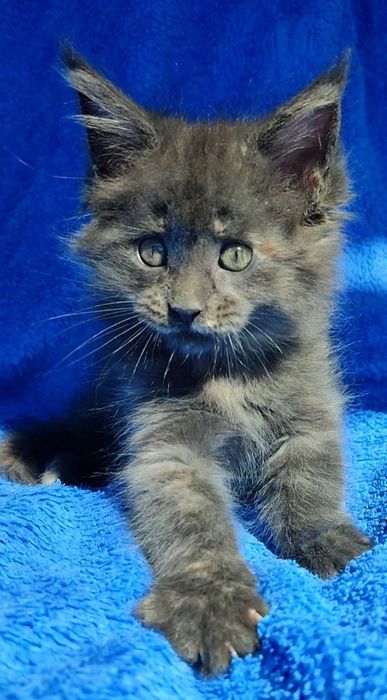 Котята мейнкуны кошечки и котики