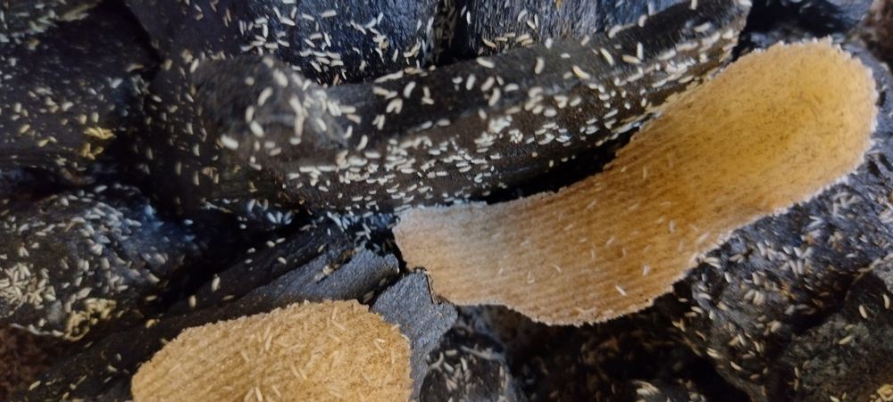 Skoczogonki ekipa sprzątająca