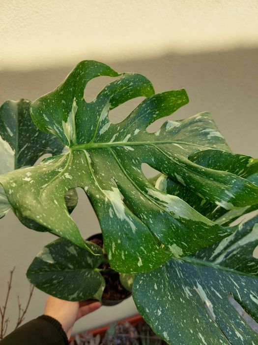 Planta Monstera Thai Constellation