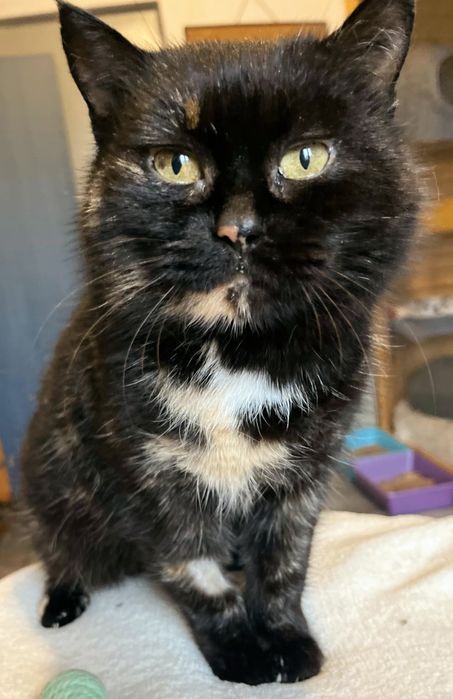 Przecudowna Melka błaga o szansę  o dom ...