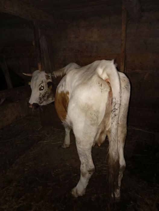 Продам корову 3 телям