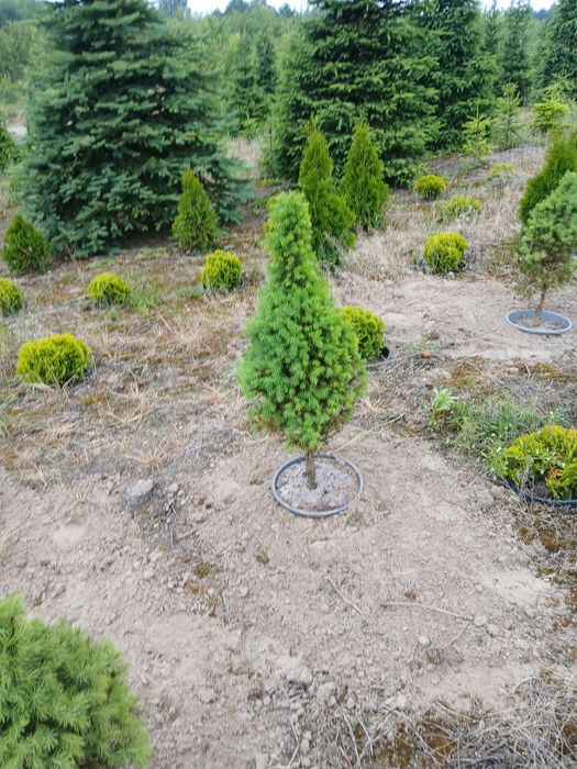 Świerk biały conica donica 40-60cm