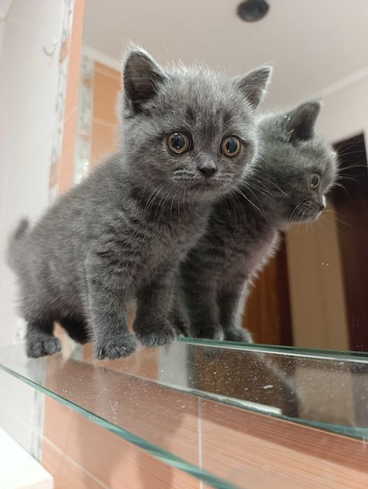 Шотландець голубий окрас(плюшевий короткошерствий)