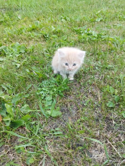 Отдам котят в хорошие руки