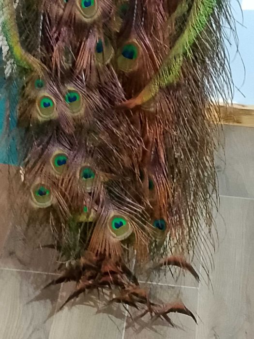 Spreparowane, wypchane pawia