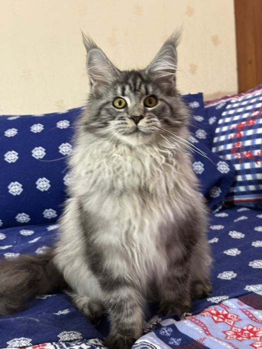 Котенок мейн кун девочка.Праздничная скидка!!!